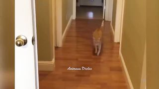 Essayer De Ne Pas Rire ???? Meilleurs Chats et Chiens Drôles ???????? Partie 18 _ Animaux Drôles