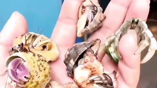 COCONUT CRAB|BIRD EATING CRAB