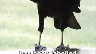 CROW IS SMARTER THAN A 7 YEAR OLD