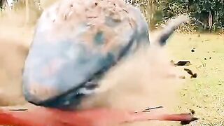 DANGER FISH IN OUT THE WITER