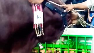 Mashaallah cow qurbani faizzyanimals