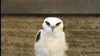 Burung Cantik