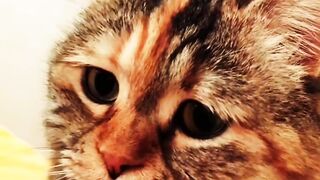 Funnyvidéo#animal