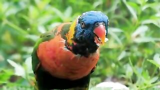 Stunning Wild Birds Paradise