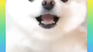 Cute and Funny Dogs Videos Compilation 2021