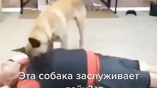 Собака делает искусственное дыхание. Приколы с животными.