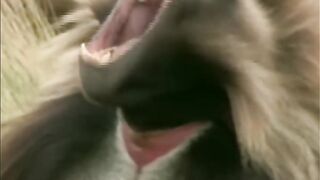 GALADA BABOON|THE SCARIEST CARNIVORE ON EARTH