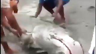 Un requin échoué