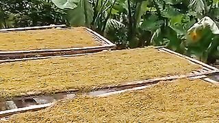Peroses penjemuran daun talas bahan dasar rokok