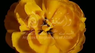 Surah muzamil 2