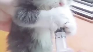 Funny cats dog and animals 7