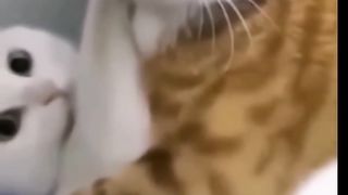 Funny cats dog and animals 6