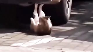 funny cat behavior