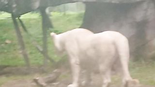 White Lion