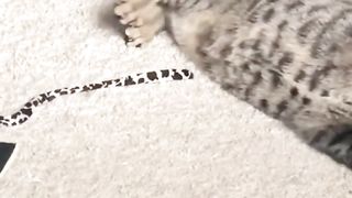 Funny cats dog and animals videos 6