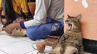 funny and funny behavior of my cat