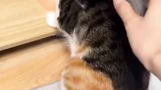 Cute cats part 3