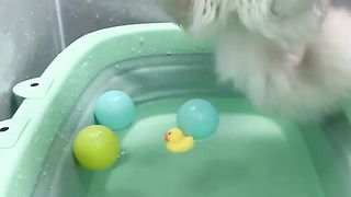 Naughty Cat 4