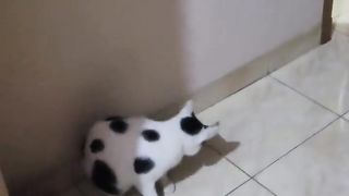 Funny cat 167
