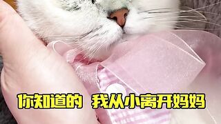 Cat Stealing Milk Tea