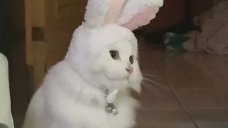 CuteCat #7
