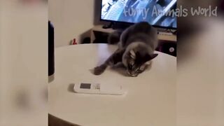 Video d'animaux drôles 2023????????????
