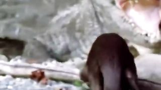 GIANT RIVER OTTER|NATURE'S GANGSTER