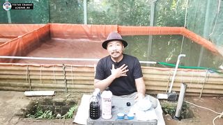 Cara hijaukan air kolam ikan lele PART - 1