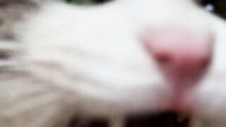 Rescued a Feral cat
