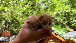 Two men were cured by cats