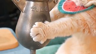 Cooking kitten