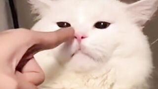 A cat that doesn't want to be touched