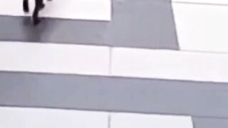 funy cats 2