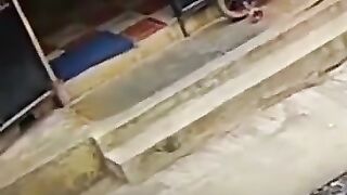 Cobra Video _ Kid Escapes Death After Being Attacked By King Cobra __Shorts _ Karnataka