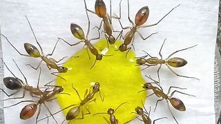 A group of ants drink a yellow liquid