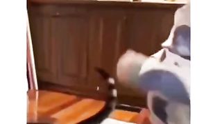 Collection of funny animal videos 2