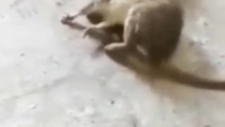Little cat vs big mouse