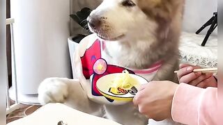 a dog who likes choices of choices