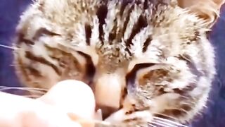 very cute cat
