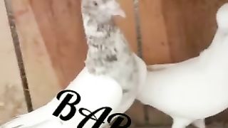 Pigeon Highflyer from Pakistan best Quality kabooter