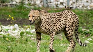 leopard is walking