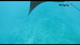 Stingray in the ocean