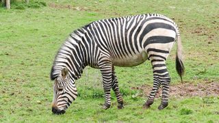Zebras are eating