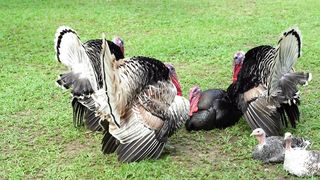 Turkeys and chicks