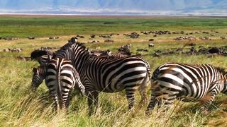 A group of zebra animals