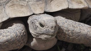 WILD ANIMALS ENJOY LIFE FREE IN NATURE1