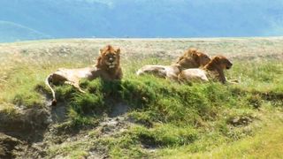 lion in jungle