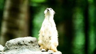Very cute animal