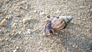 Snail beast