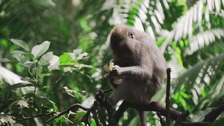 video monkey